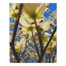 Dogwood Tree