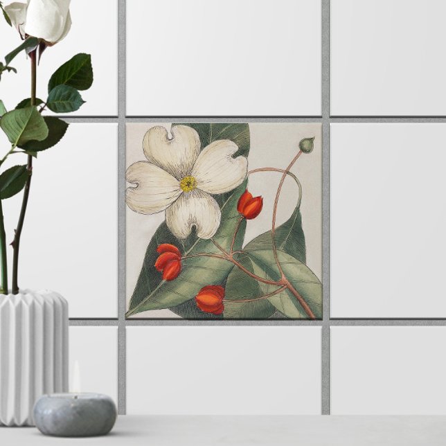 Dogwood Tree Flower Illustration 🌼 Vintage Ceramic Tile (Dogwood Tree Flower Illustration 🌼 Vintage Ceramic Tile
)