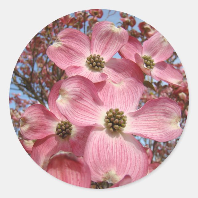 Dogwood Tree Flowers stickers Pink Dogwoods (Front)