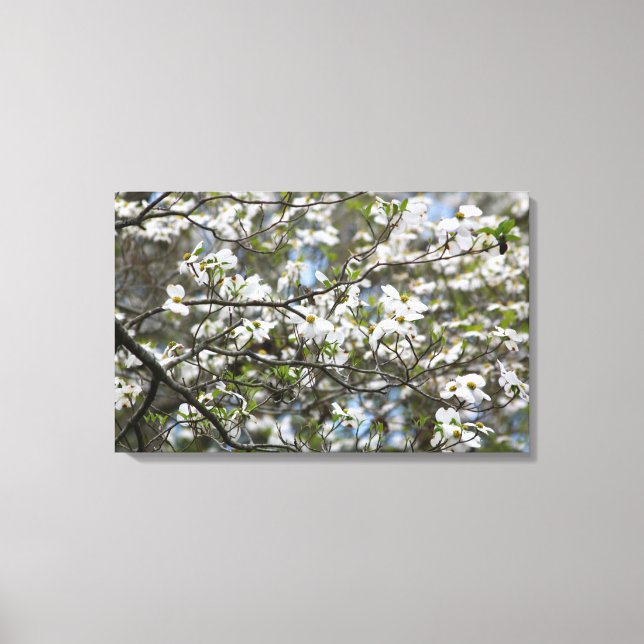 Dogwood Tree White Flower Blossoms Canvas Print (Front)