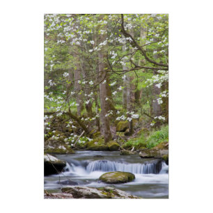 Dogwood Trees   Great Smoky Mountain, Tennessee Acrylic Print