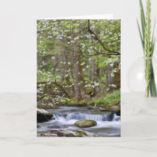 Dogwood Trees | Great Smoky Mountain, Tennessee Card