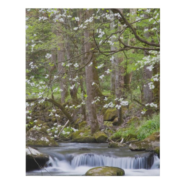 Dogwood Trees | Great Smoky Mountain, Tennessee Faux Canvas Print (Front)