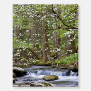 Dogwood Trees   Great Smoky Mountain, Tennessee Foam Board