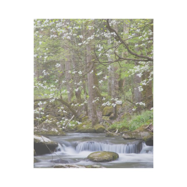Dogwood Trees | Great Smoky Mountain, Tennessee Gallery Wrap (Front)