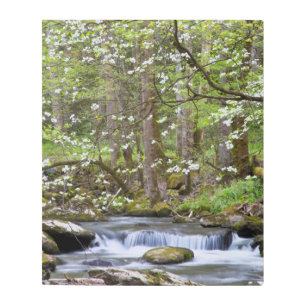 Dogwood Trees   Great Smoky Mountain, Tennessee Metal Print