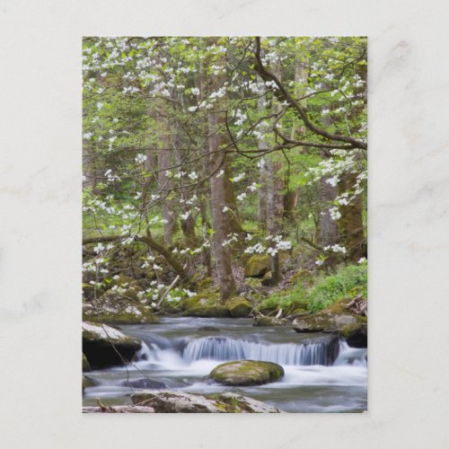 Dogwood Trees  Great Smoky Mountain Tennessee Postcard