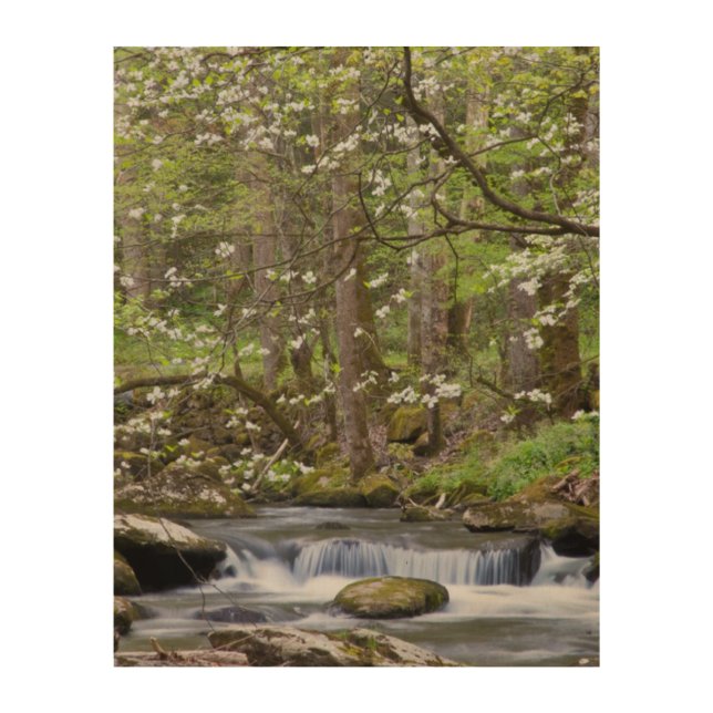 Dogwood Trees | Great Smoky Mountain, Tennessee Wood Wall Art (Front)