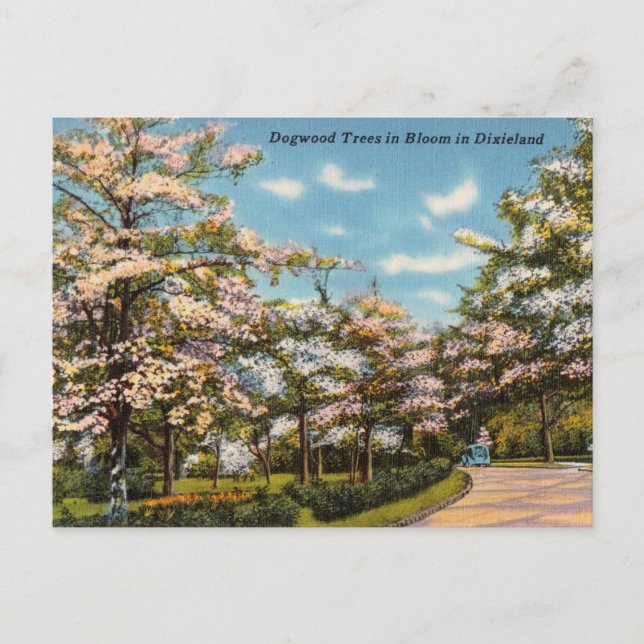 Dogwood Trees in Dixieland Postcard (Front)