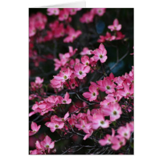 Dogwood Tree's Pink Flower Cards