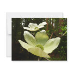 Dogwoods and Redwoods in Yosemite National Park