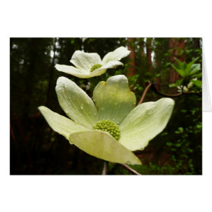 Dogwoods and Redwoods in Yosemite National Park