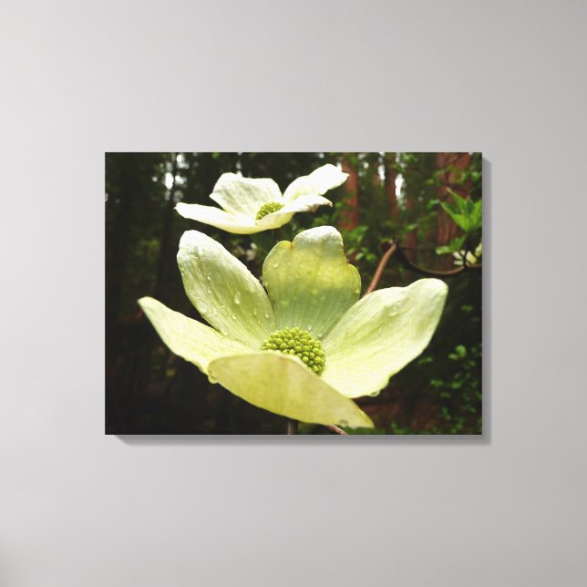 Dogwoods and Redwoods in Yosemite National Park Canvas Print (Front)