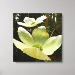 Dogwoods and Redwoods in Yosemite National Park Canvas Print