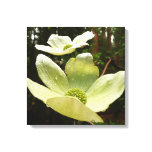 Dogwoods and Redwoods in Yosemite National Park Canvas Print