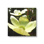 Dogwoods and Redwoods in Yosemite National Park Canvas Print