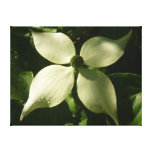 Dogwoods and Redwoods in Yosemite National Park Canvas Print