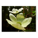 Dogwoods and Redwoods in Yosemite National Park Card