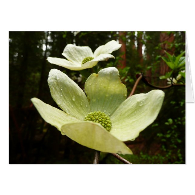 Dogwoods and Redwoods in Yosemite National Park Card (Front Horizontal)