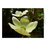 Dogwoods and Redwoods in Yosemite National Park Card
