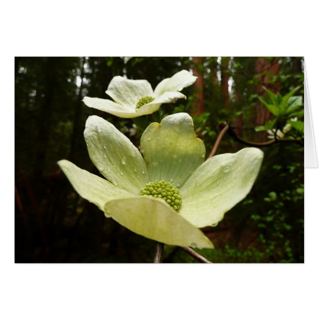 Dogwoods and Redwoods in Yosemite National Park Cards (Front Horizontal)
