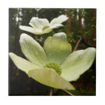 Dogwoods and Redwoods in Yosemite National Park Ceramic Tile