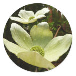 Dogwoods and Redwoods in Yosemite National Park Classic Round Sticker