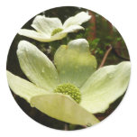 Dogwoods and Redwoods in Yosemite National Park Classic Round Sticker