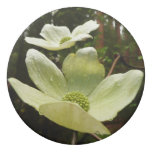 Dogwoods and Redwoods in Yosemite National Park Eraser