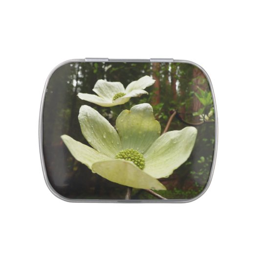Dogwoods and Redwoods in Yosemite National Park Jelly Belly Tin (Top)