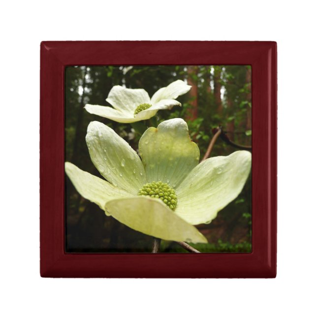 Dogwoods and Redwoods in Yosemite National Park Keepsake Box (Front)