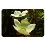 Dogwoods and Redwoods in Yosemite National Park Magnet