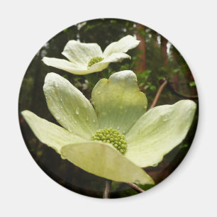 Dogwoods and Redwoods in Yosemite National Park Magnet