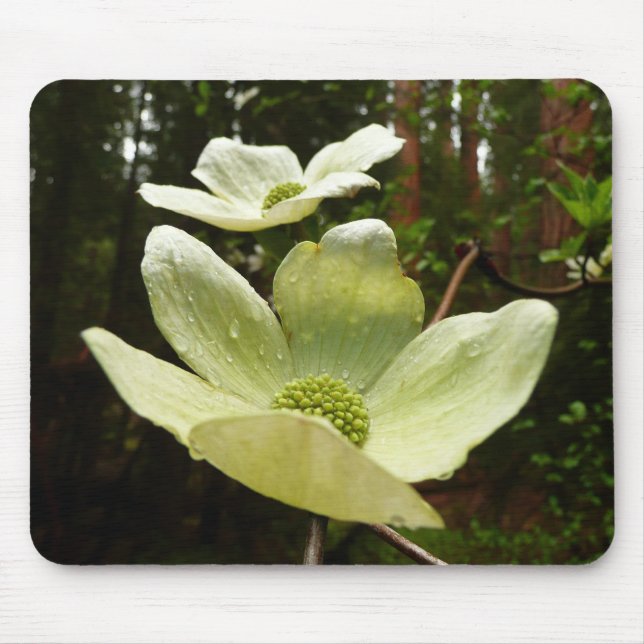 Dogwoods and Redwoods in Yosemite National Park Mouse Pad (Front)