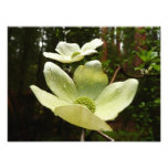 Dogwoods and Redwoods in Yosemite National Park Photo Print