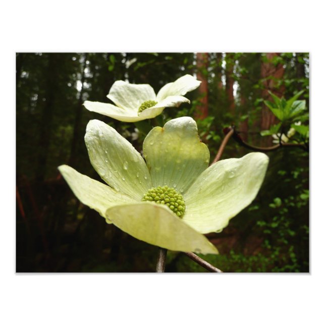Dogwoods and Redwoods in Yosemite National Park Photo Print (Front)
