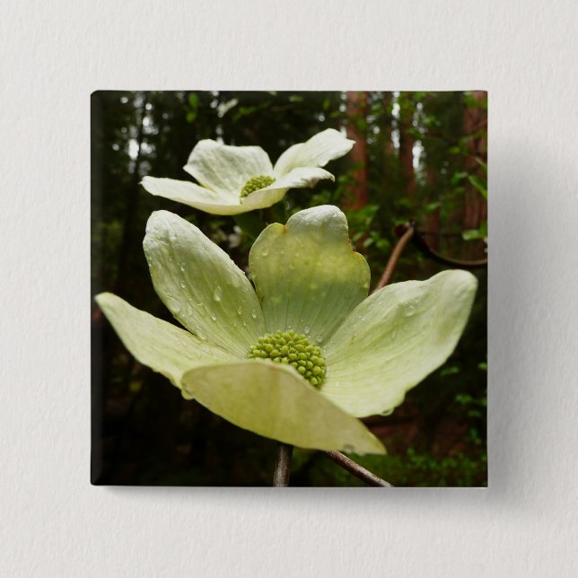 Dogwoods and Redwoods in Yosemite National Park Pinback Button (Front)