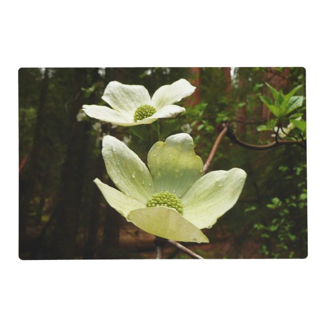 Dogwoods and Redwoods in Yosemite National Park Placemat (Front)