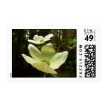 Dogwoods and Redwoods in Yosemite National Park Postage
