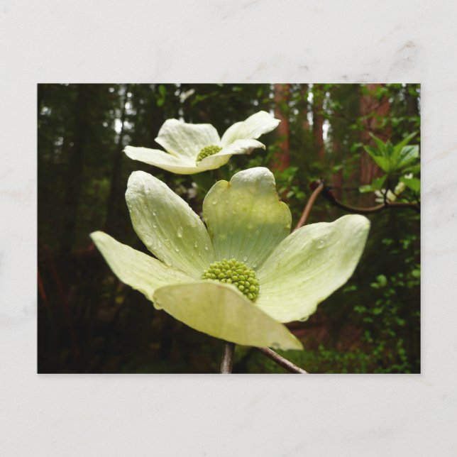 Dogwoods and Redwoods in Yosemite National Park Postcard (Front)