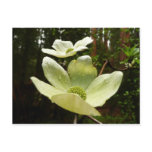 Dogwoods and Redwoods in Yosemite National Park Postcard