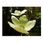 Dogwoods and Redwoods in Yosemite National Park Postcard