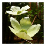 Dogwoods and Redwoods in Yosemite National Park Poster