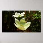 Dogwoods and Redwoods in Yosemite National Park Poster