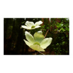 Dogwoods and Redwoods in Yosemite National Park Poster