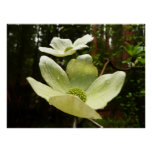 Dogwoods and Redwoods in Yosemite National Park Poster