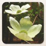 Dogwoods and Redwoods in Yosemite National Park Square Paper Coaster