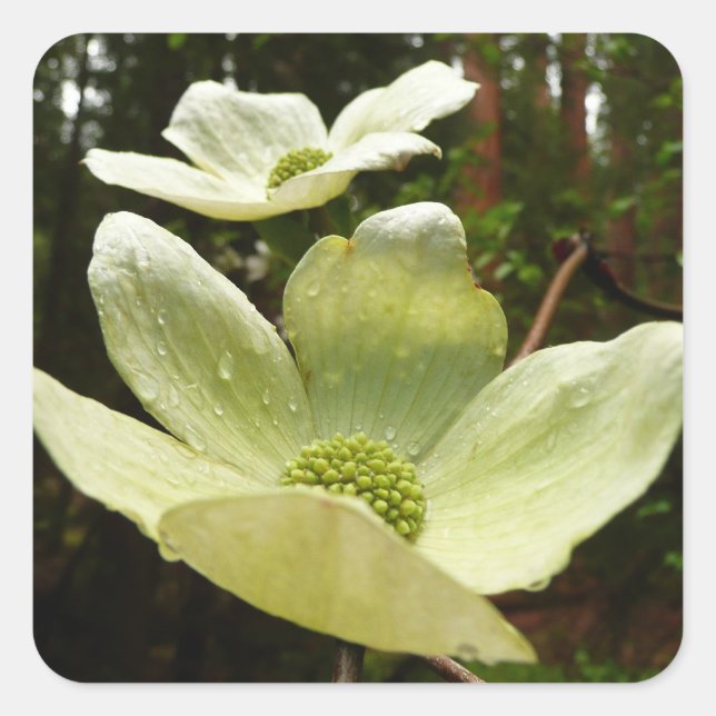 Dogwoods and Redwoods in Yosemite National Park Square Sticker (Front)