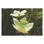 Dogwoods and Redwoods in Yosemite National Park Tissue Paper