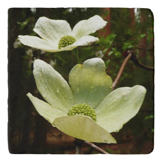 Dogwoods and Redwoods in Yosemite National Park Trivet (Front)